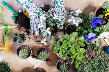 Overhead shot of potted plants and gardening tools.