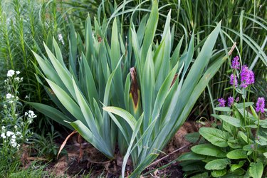 Bearded irises before transplanting