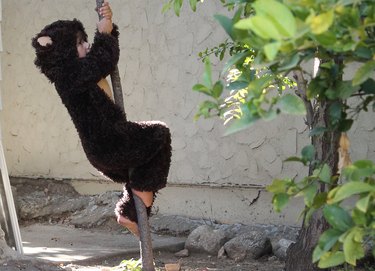 Child in bear suit climbing a pole.