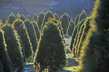 Christmas trees waiting to be cut.