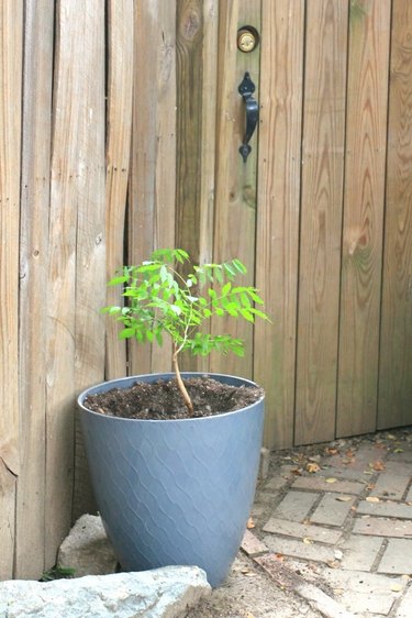 How to Grow Wisteria in a Pot