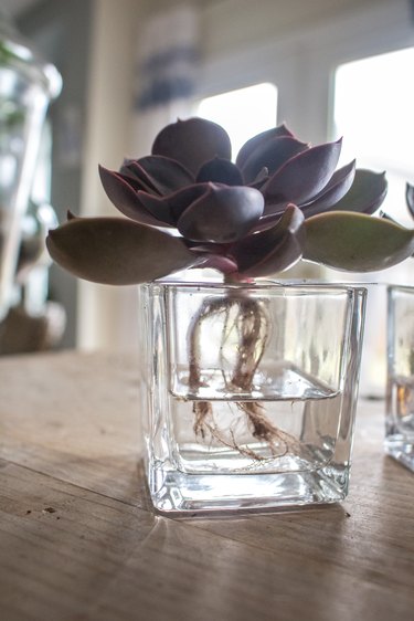 Succulent in hydroponic vessel