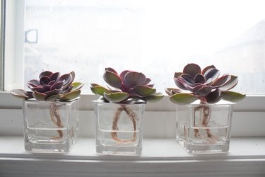 Succulent hydroponic display