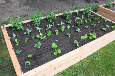 Planted vegetable garden