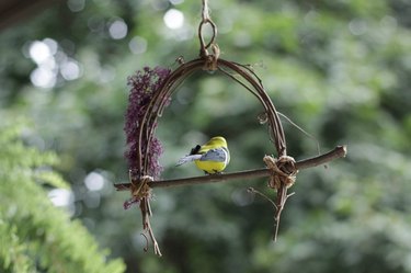 DIY natural bird perch