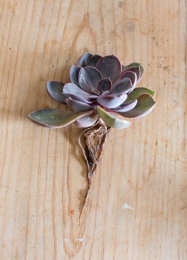 Succulent with exposed roots