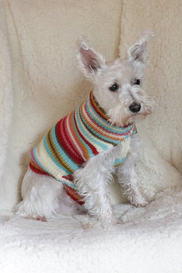 How to turn an old sweater into an adorable dog sweater.