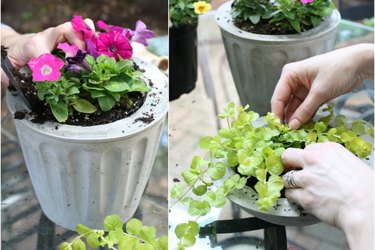 Potting plants in cement containers