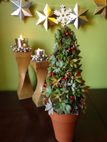 Mini succulent living Christmas tree in terracotta pot on tabletop.