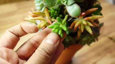 Inserting jelly bean plant cutting into mini succulent Christmas tree.
