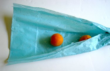 rolling paper around the row of apricots