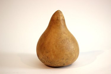 lagenaria gourd