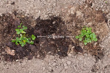 Plant strawberries 20 inches apart