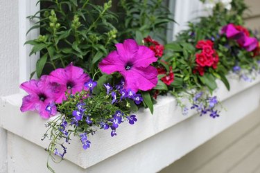 window box with flowers