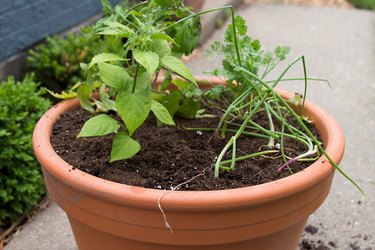 Planted salsa container garden