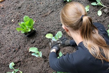 Planting cauliflower