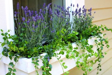 Lavender planted in window box
