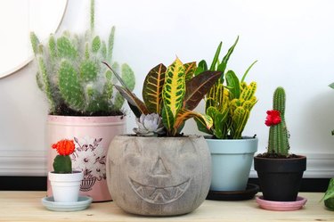 A concrete pumpkin planter surrounded by cacti in assorted containers