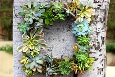 A succulent wreath hanging from a tree