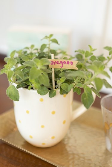 Teacup herb garden.