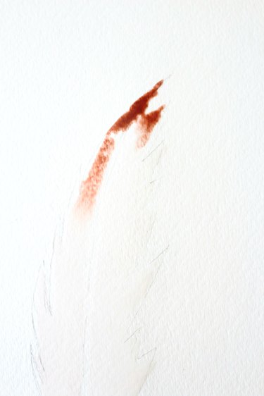 Use burnt sienna to paint top of feather.