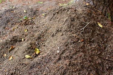 garden soil for vegetable gardens