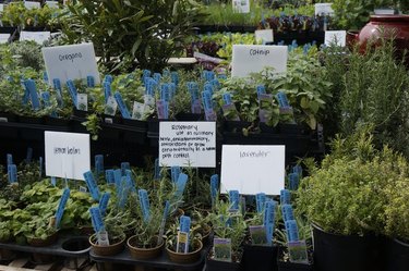 How to Design a Beautiful Herb Garden