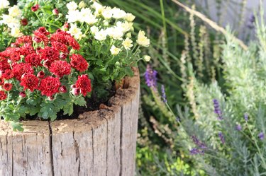 Log planter