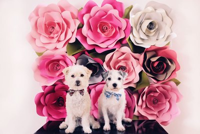 floral backdrop