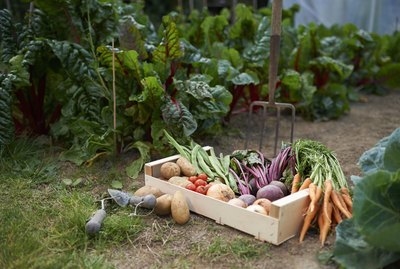 Freshly picked box of vegetables on allotment.