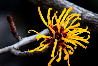 Japanese witch hazel