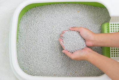 Hand holding Cat Litter sandbox