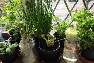 Growing herbs