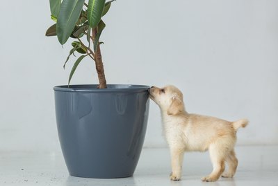 Puppy of a labrador near a pot with a house plant