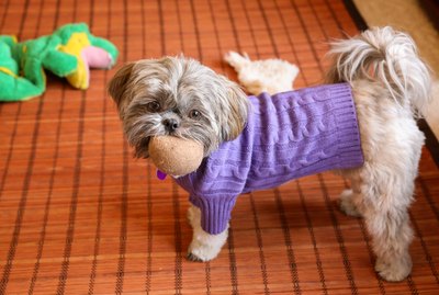 Playful puppy