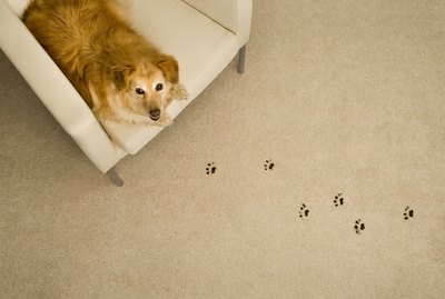 Dog Prints on Carpet