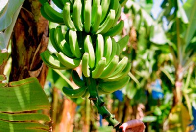 DIY guide for How to Trim Banana Trees for the Winter with step-by-step instructions