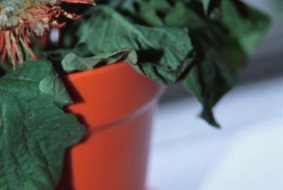 DIY guide for What Is the Relationship Between Plant Cell Structure  the Ability of Plants to Stand Upright with step-by-step instructions