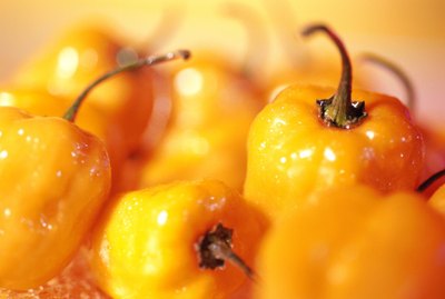 DIY guide for How to Grow Scotch Bonnet Peppers with step-by-step instructions