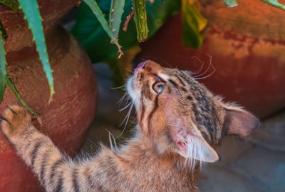 Beautiful tabby cat