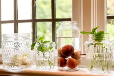 indoor window sill gardening