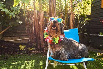 Dog wearing sunglasses
