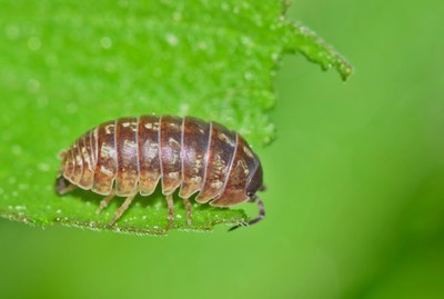 Sow bug with a green nature background.
