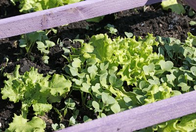 Close up on a small organic vegetable garden