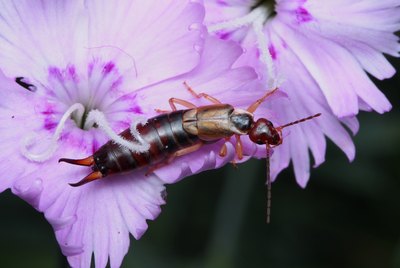 Brown Earwig sitting on pink Dianthus flower.