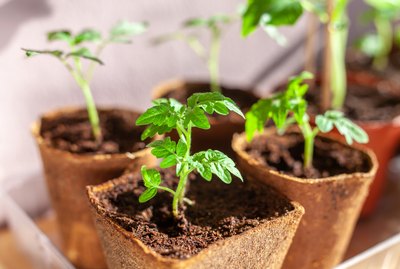 Seedling trays with saplings in the garden