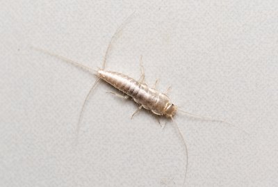 Closeup of silverfish on white background