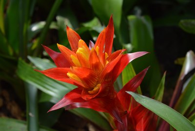 Bromeliad