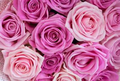 Bouquet of roses as background, texture