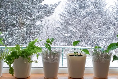 Houseplants on windowsill
